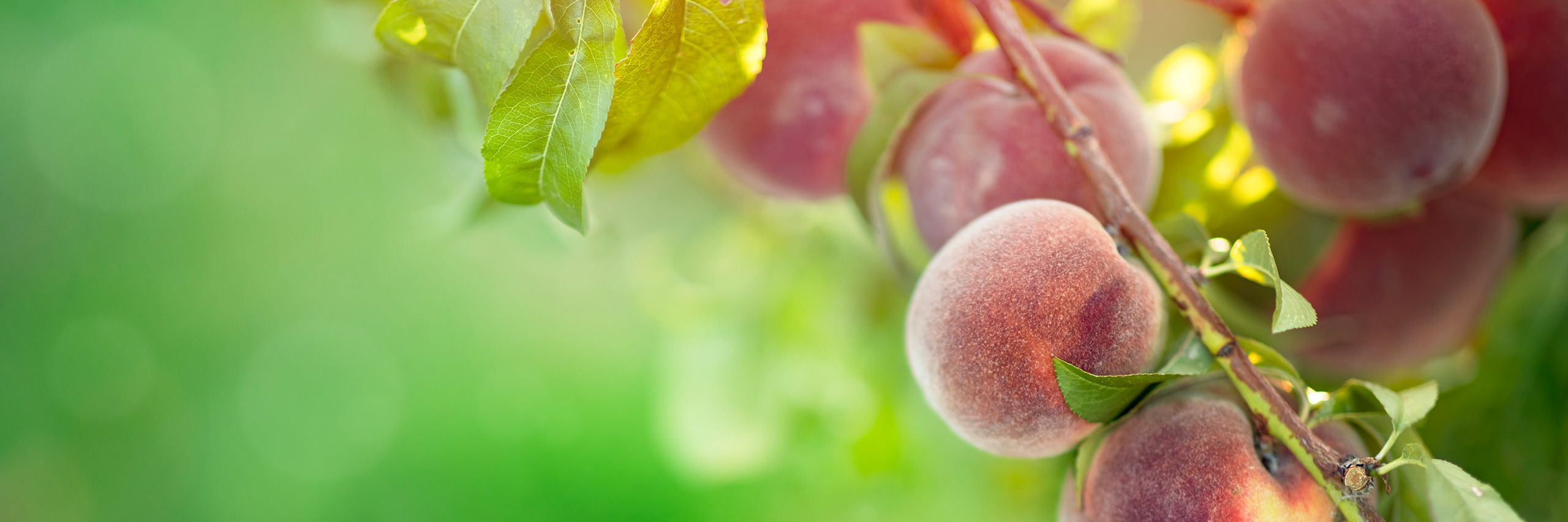 Prodej ovoce přímo z farmy